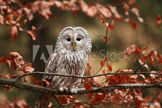 Picture of He lives in Europe and Asia on the Czech territory only occurs very rarely in the area of the Beskydy mountains and the Bohemian Forest and Bohemian Forest Strix uralensis 